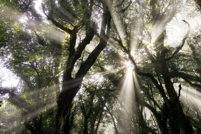 Low angle view of trees