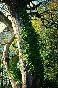 Low angle view of trees in forest