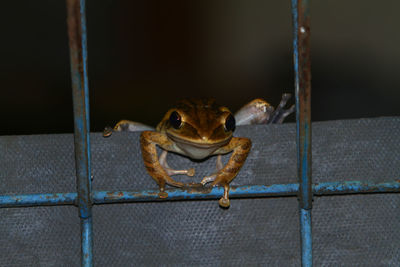 Close-up of frog on metal