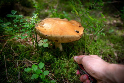Hand holding two small beautiful white mushrooms aspen boletus with beautiful texture 