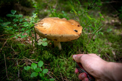 Cropped hand holding mushroom