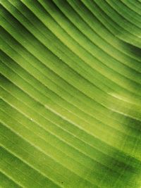 Full frame shot of palm leaf