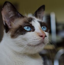 Close-up portrait of cat