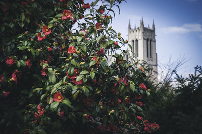 Red flowering plants in building