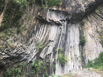 Panoramic view of trees growing in forest