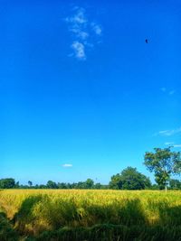 Scenic view of field against blue sky