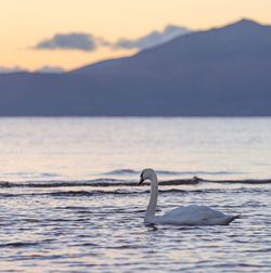 Swan swimming on lake against sky during sunset