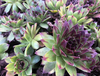 Full frame shot of succulent plant