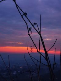 Silhouette plants against sky during sunset