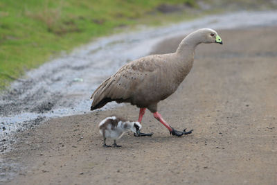 Mother and baby chick