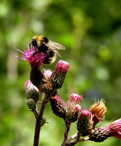 Close-up of bumblebee on flower