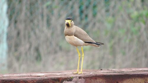 Bird perching on retaining wall