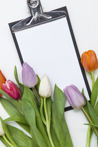 Close-up of tulips against white background