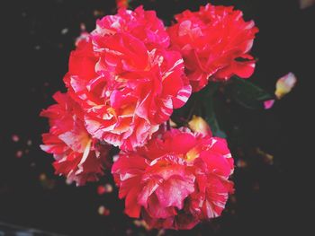 Close-up of flower blooming outdoors