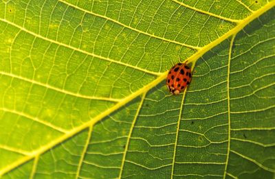 Close-up of insect on leaf