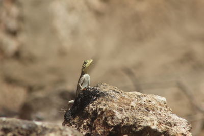 Close-up of lizard on rock