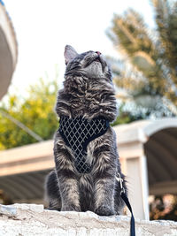 Close-up of a cat