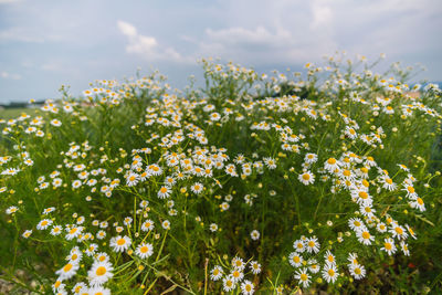 Flowering plants on field against sky