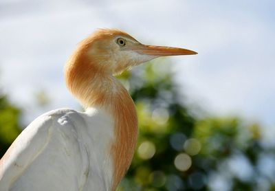 Close-up of cattle egret