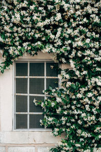 Ivy growing on wall of building