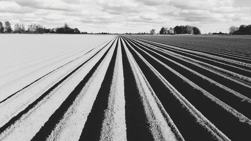 Potato field in black and white