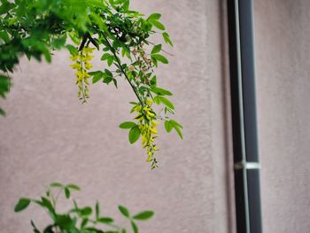 Close-up of blooming tree against wall