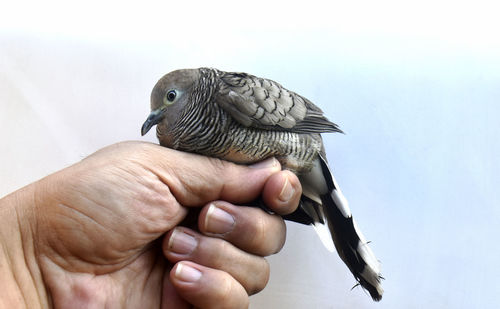 Close-up of person holding bird