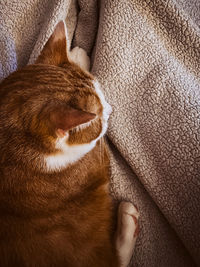 High angle view of cat relaxing at home