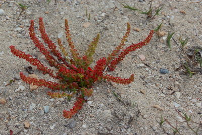 Close-up of red leaf