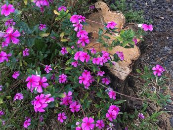 High angle view of pink flowering plants on field