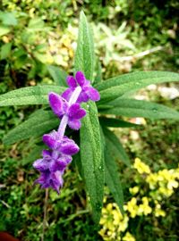Close-up of purple flowers