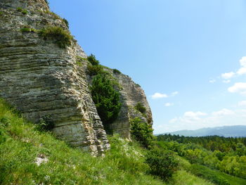 Plants growing on land against sky