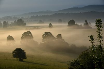 Trees on field against sky