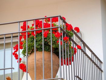 Close-up of red flower pot on railing against building