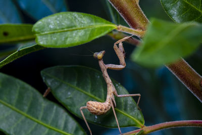 Close-up of praying mantis on a leaves