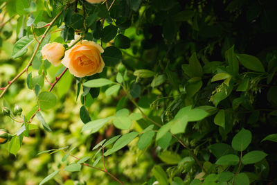 Roses in garden