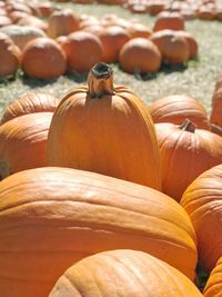 Close-up of pumpkin with pumpkins