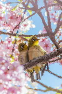 Pair of white-eyes ,close-up