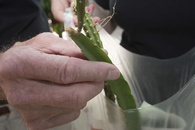 Midsection of man holding flowering plant