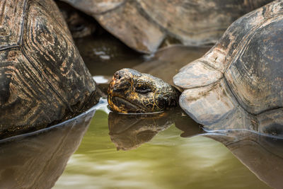 Close-up of giant tortoise in water