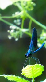 Close-up of insect on plant