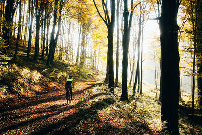 Rear view of man walking in forest