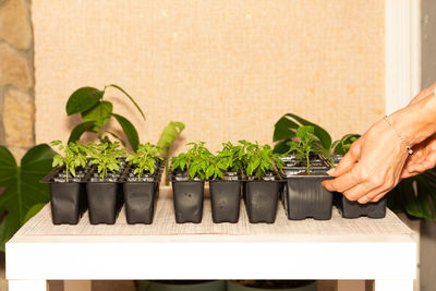 Close-up of hand holding potted plant