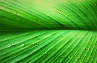 Full frame shot of wet leaf