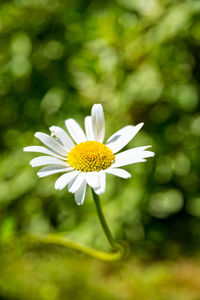 Close-up of yellow flower blooming outdoors