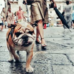 Dog on street