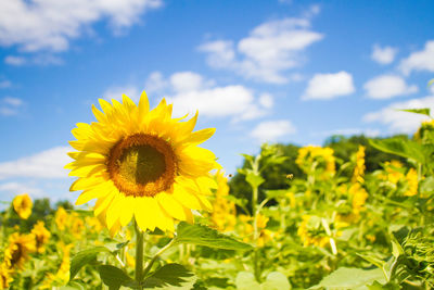 Close-up of sunflower on field against cloudy sky