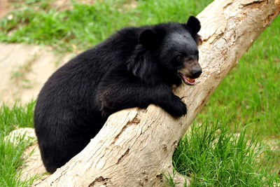 Asian black bears are close relatives to american black bears