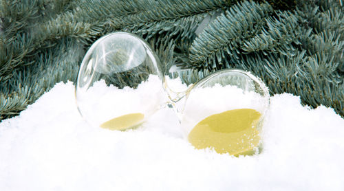 Close-up of snow covered plant