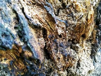 Close-up of lichen on tree trunk